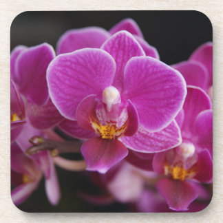 Dessous-de-verre Belle Orchidée rose Phalaenopsis florissante