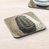Dessous-de-verre Belle Phacops trilobite photo fossile (Côté gauche)