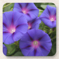 Belles gloires de matin en fleur