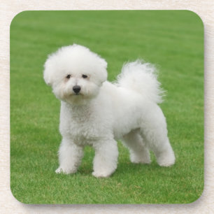 Dessous-de-verre Bichon Frise