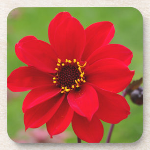 Dessous-de-verre Bishop de Llandaff Dahlia