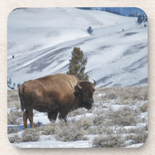 Dessous-de-verre Bison dans les Montagnes Hivernales de Yellowstone