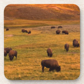 Dessous-de-verre Bison frôlant sur la colline à la vallée de Hayden (Devant)