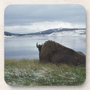 Dessous-de-verre Bison se reposant par la rivière Yellowstone avec