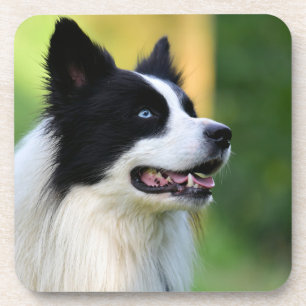 Dessous-de-verre Black and White Border Collie Dog