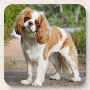 Dessous-de-verre Blenheim Cavalier King Charles Spaniel Chien Chien