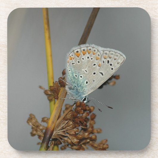 Dessous-de-verre Bleu blanc orange avec points noirs Papillon (Devant)