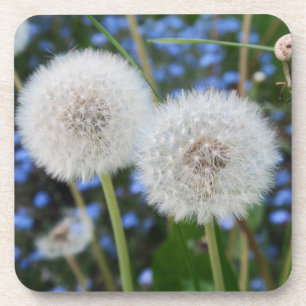 Dessous-de-verre bleu, bouton d'or, plante, pissenlit, prairie, bla