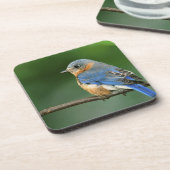 Dessous-de-verre Bleuet de l'Est femelle, Sialia sialis (Côté gauche)