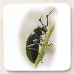 Dessous-de-verre Blister Beetle - Meloidae