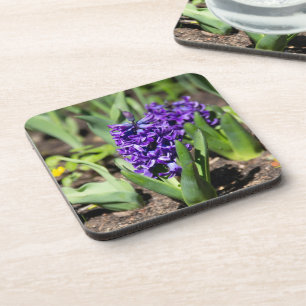 Dessous-de-verre Blue Geocinth in spring 