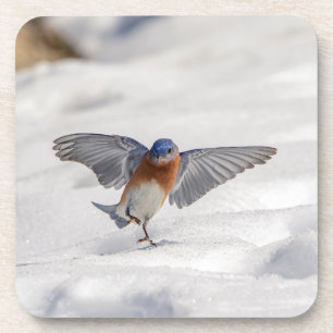 Dessous-de-verre Bluebird oriental dansant dans la neige