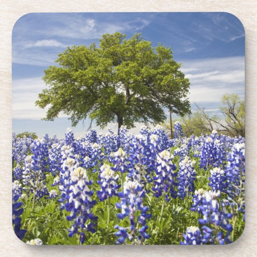 Dessous-de-verre Bluebonnets du Texas (lupinus texensis) et chêne (Devant)