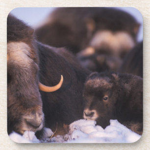 Dessous-de-verre bœuf musqué, Ovibos moschatus, vache avec nouveau-