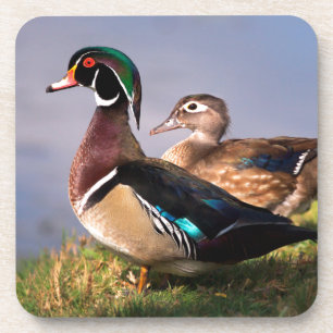 Dessous-de-verre Bord de lac, Canard branchu