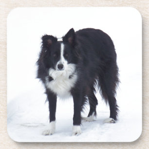 Dessous-de-verre Border collie