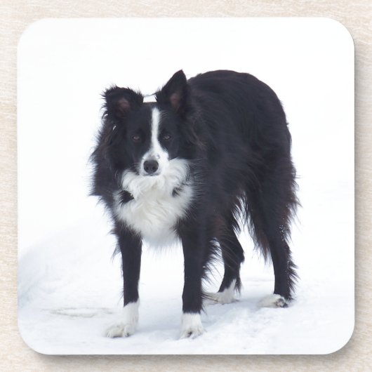 Dessous-de-verre Border collie (Devant)