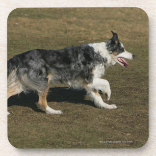 Dessous-de-verre Border collie courant 1