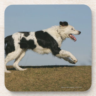 Dessous-de-verre Border collie courant 2