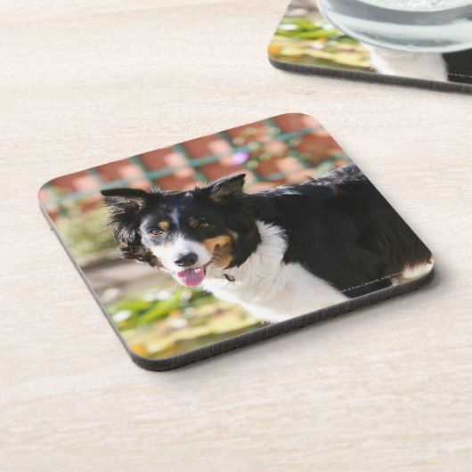 Dessous-de-verre Border collie haletant 1 (Côté gauche)