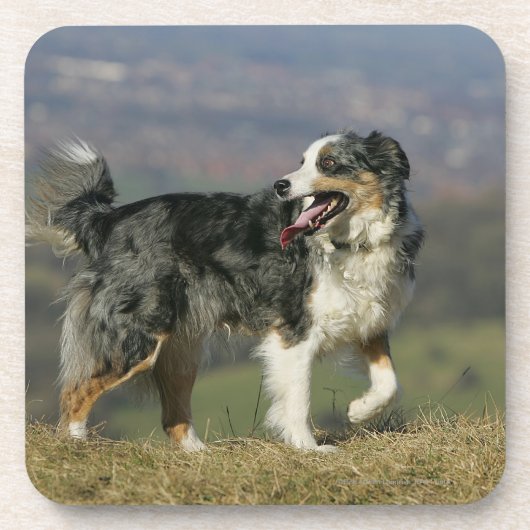 Dessous-de-verre Border collie haletant 2 (Devant)