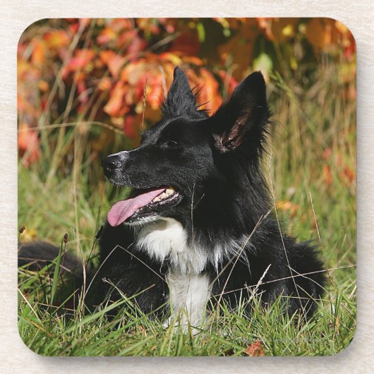 Dessous-de-verre Border collie haletant la fixation (Devant)