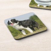 Dessous-de-verre Border collie haletant la position (Côté gauche)