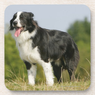Dessous-de-verre Border collie haletant la position