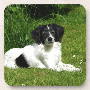 Dessous-de-verre Bordure Collie