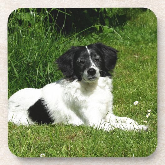 Dessous-de-verre Bordure Collie (Devant)
