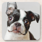 Dessous-de-verre Boston Terrier (Devant)