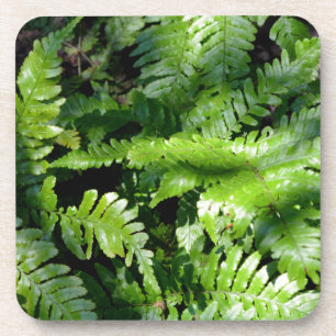 Dessous-de-verre Botanique de fèves vertes de printemps