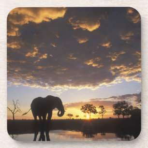 Dessous-de-verre Botswana, parc national de Chobe, Éléphant