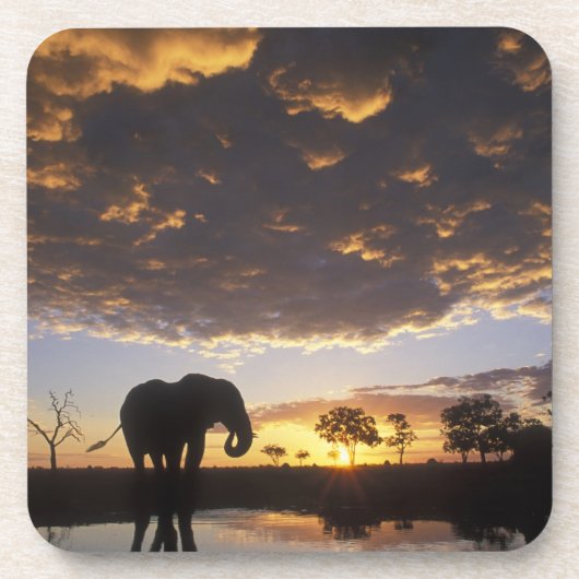 Dessous-de-verre Botswana, parc national de Chobe, Éléphant (Devant)