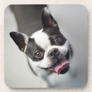 Dessous-de-verre Bouledogue français des images de Getty