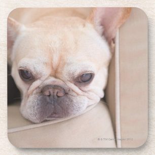 Dessous-de-verre Bouledogue français se reposant sur le sofa