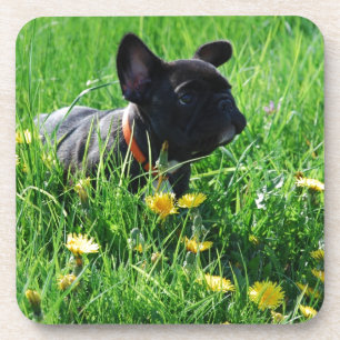 Dessous-de-verre Bouledogue français sur pelouse