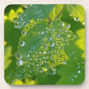 Dessous-de-verre Boutons cool Sur Feuille Verte