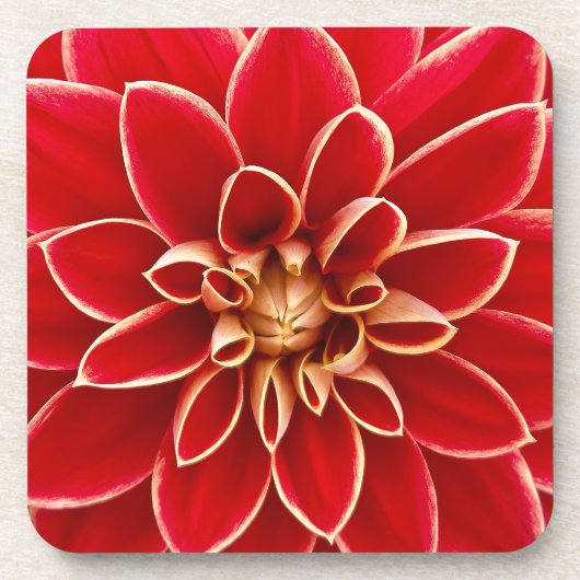 Dessous-de-verre Bright Red Dahlia Flower Close Up Photo (Devant)