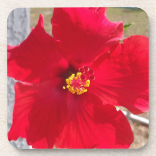 Dessous-de-verre bright red tropical hibiscus flower
