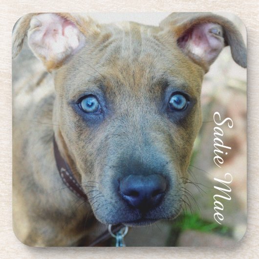 Dessous-de-verre Brindle Pit Bull Puppy par Shirley Taylor (Devant)