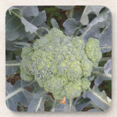 Dessous de verre Broccoli Cork (Devant)