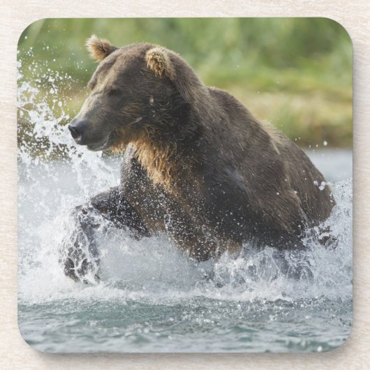 Dessous-de-verre Brown Bear chasing salmon in river (Devant)