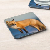 Dessous-de-verre Brown Fox Beverage Coaster (Côté gauche)