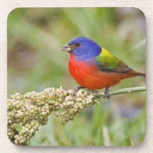 Dessous-de-verre Bruant à tête noire (Passerina ciris) mâle en trai