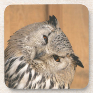 Dessous-de-verre Bubo bubo sibiricus