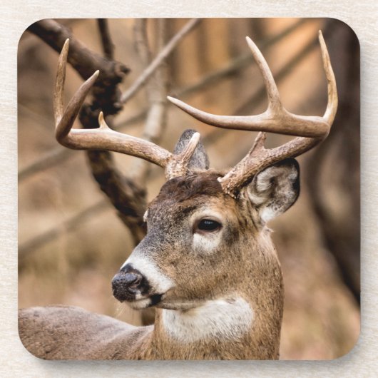Dessous-de-verre Buck de cerf à queue blanche (Devant)