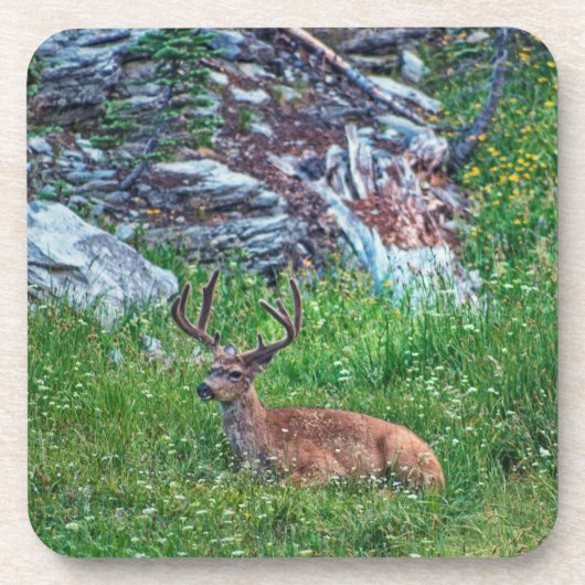 Dessous-de-verre Buck de lit (Devant)