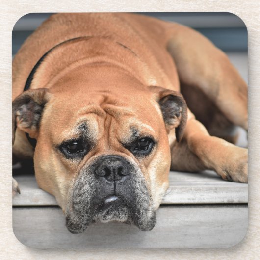 Dessous-de-verre Bull Dog (Devant)