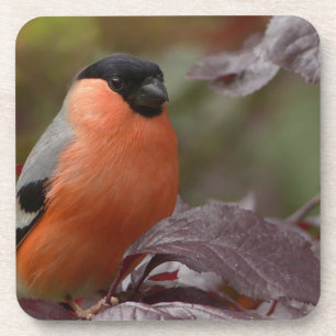 Dessous-de-verre Bull Finch